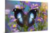 Tropical butterfly Napeocles jucunda the Great Blue Hookwing on Aster-Darrell Gulin-Mounted Photographic Print