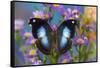 Tropical butterfly Napeocles jucunda the Great Blue Hookwing on Aster-Darrell Gulin-Framed Stretched Canvas