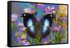 Tropical butterfly Napeocles jucunda the Great Blue Hookwing on Aster-Darrell Gulin-Framed Stretched Canvas