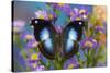 Tropical butterfly Napeocles jucunda the Great Blue Hookwing on Aster-Darrell Gulin-Stretched Canvas
