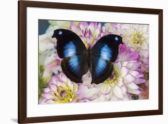 Tropical butterfly Napeocles jucunda the Great blue hookwing on Dahlia-Darrell Gulin-Framed Photographic Print