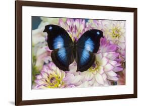 Tropical butterfly Napeocles jucunda the Great blue hookwing on Dahlia-Darrell Gulin-Framed Photographic Print
