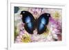 Tropical butterfly Napeocles jucunda the Great blue hookwing on Dahlia-Darrell Gulin-Framed Photographic Print