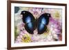 Tropical butterfly Napeocles jucunda the Great blue hookwing on Dahlia-Darrell Gulin-Framed Photographic Print