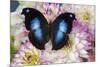 Tropical butterfly Napeocles jucunda the Great blue hookwing on Dahlia-Darrell Gulin-Mounted Photographic Print