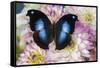 Tropical butterfly Napeocles jucunda the Great blue hookwing on Dahlia-Darrell Gulin-Framed Stretched Canvas