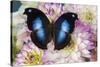 Tropical butterfly Napeocles jucunda the Great blue hookwing on Dahlia-Darrell Gulin-Stretched Canvas