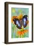 Tropical butterfly, Napocles jucunda, on orange coneflowers-Darrell Gulin-Framed Photographic Print