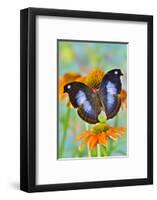 Tropical butterfly, Napocles jucunda, on orange coneflowers-Darrell Gulin-Framed Photographic Print