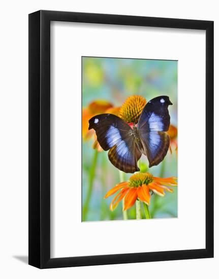 Tropical butterfly, Napocles jucunda, on orange coneflowers-Darrell Gulin-Framed Photographic Print