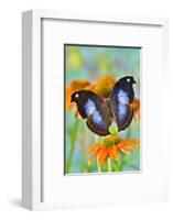 Tropical butterfly, Napocles jucunda, on orange coneflowers-Darrell Gulin-Framed Photographic Print