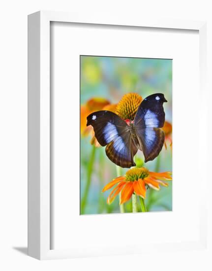 Tropical butterfly, Napocles jucunda, on orange coneflowers-Darrell Gulin-Framed Photographic Print