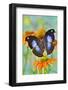 Tropical butterfly, Napocles jucunda, on orange coneflowers-Darrell Gulin-Framed Photographic Print