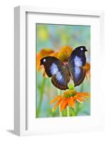 Tropical butterfly, Napocles jucunda, on orange coneflowers-Darrell Gulin-Framed Photographic Print