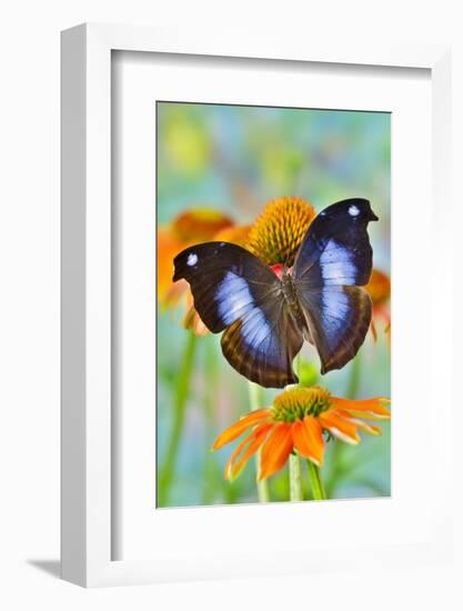 Tropical butterfly, Napocles jucunda, on orange coneflowers-Darrell Gulin-Framed Photographic Print