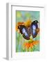 Tropical butterfly, Napocles jucunda, on orange coneflowers-Darrell Gulin-Framed Photographic Print