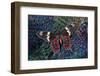 Tropical Butterfly on Breast Feathers of Ring-Necked Pheasant Design-Darrell Gulin-Framed Photographic Print