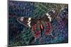 Tropical Butterfly on Breast Feathers of Ring-Necked Pheasant Design-Darrell Gulin-Mounted Photographic Print