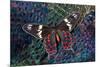 Tropical Butterfly on Breast Feathers of Ring-Necked Pheasant Design-Darrell Gulin-Mounted Premium Photographic Print