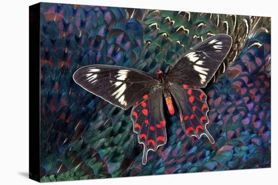 Tropical Butterfly on Breast Feathers of Ring-Necked Pheasant Design-Darrell Gulin-Stretched Canvas