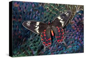 Tropical Butterfly on Breast Feathers of Ring-Necked Pheasant Design-Darrell Gulin-Stretched Canvas