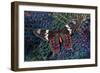 Tropical Butterfly on Breast Feathers of Ring-Necked Pheasant Design-Darrell Gulin-Framed Photographic Print