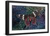 Tropical Butterfly on Breast Feathers of Ring-Necked Pheasant Design-Darrell Gulin-Framed Photographic Print