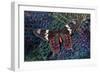 Tropical Butterfly on Breast Feathers of Ring-Necked Pheasant Design-Darrell Gulin-Framed Photographic Print