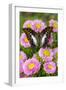 Tropical butterfly, Polyura cognatus, on pink flowering mums-Darrell Gulin-Framed Photographic Print