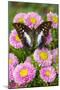 Tropical butterfly, Polyura cognatus, on pink flowering mums-Darrell Gulin-Mounted Photographic Print