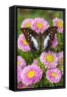 Tropical butterfly, Polyura cognatus, on pink flowering mums-Darrell Gulin-Framed Stretched Canvas