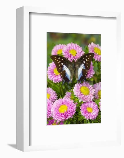 Tropical butterfly, Polyura cognatus, on pink flowering mums-Darrell Gulin-Framed Photographic Print