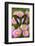 Tropical butterfly, Polyura cognatus, on pink flowering mums-Darrell Gulin-Framed Photographic Print