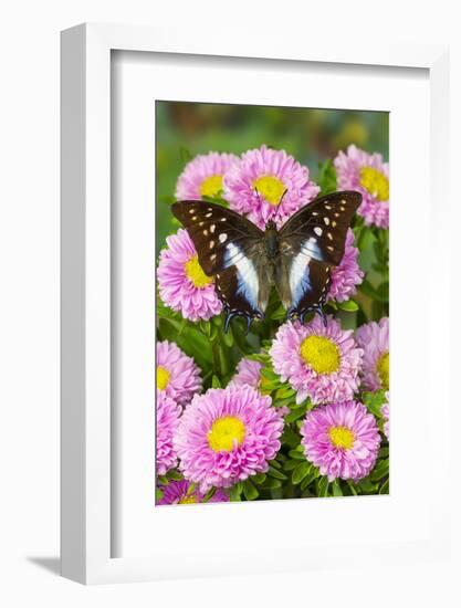 Tropical butterfly, Polyura cognatus, on pink flowering mums-Darrell Gulin-Framed Photographic Print