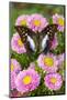 Tropical butterfly, Polyura cognatus, on pink flowering mums-Darrell Gulin-Mounted Photographic Print