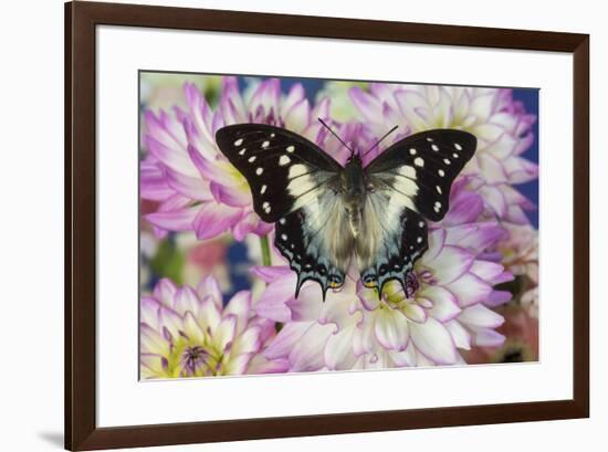 Tropical butterfly Polyura cognatus, Sulawesi blue nawab a Dagger Tailed Butterfly and Dahlias-Darrell Gulin-Framed Photographic Print