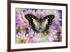 Tropical butterfly Polyura cognatus, Sulawesi blue nawab a Dagger Tailed Butterfly and Dahlias-Darrell Gulin-Framed Photographic Print