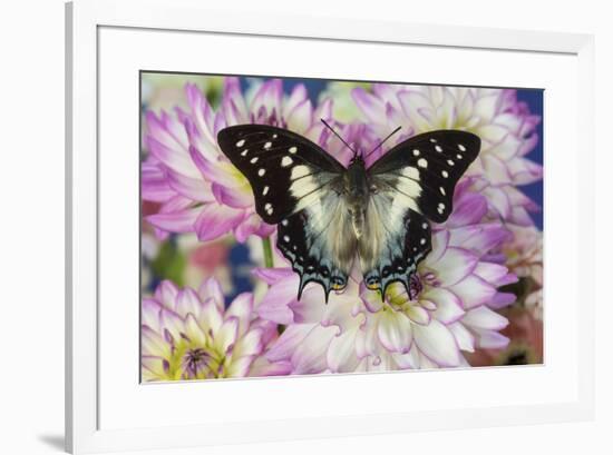 Tropical butterfly Polyura cognatus, Sulawesi blue nawab a Dagger Tailed Butterfly and Dahlias-Darrell Gulin-Framed Photographic Print