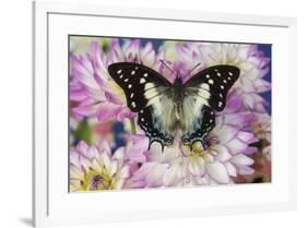 Tropical butterfly Polyura cognatus, Sulawesi blue nawab a Dagger Tailed Butterfly and Dahlias-Darrell Gulin-Framed Photographic Print