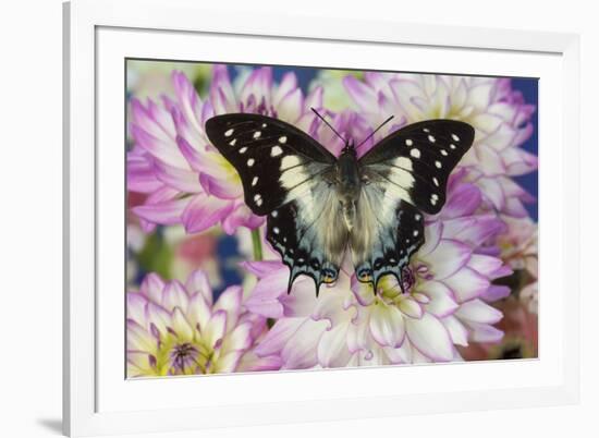 Tropical butterfly Polyura cognatus, Sulawesi blue nawab a Dagger Tailed Butterfly and Dahlias-Darrell Gulin-Framed Photographic Print