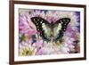 Tropical butterfly Polyura cognatus, Sulawesi blue nawab a Dagger Tailed Butterfly and Dahlias-Darrell Gulin-Framed Photographic Print