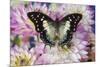 Tropical butterfly Polyura cognatus, Sulawesi blue nawab a Dagger Tailed Butterfly and Dahlias-Darrell Gulin-Mounted Photographic Print