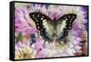 Tropical butterfly Polyura cognatus, Sulawesi blue nawab a Dagger Tailed Butterfly and Dahlias-Darrell Gulin-Framed Stretched Canvas