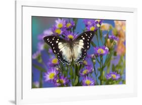 Tropical butterfly Polyura cognatus, Sulawesi blue nawab a Dagger Tailed Butterfly on blue Asters-Darrell Gulin-Framed Photographic Print