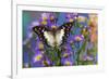 Tropical butterfly Polyura cognatus, Sulawesi blue nawab a Dagger Tailed Butterfly on blue Asters-Darrell Gulin-Framed Photographic Print