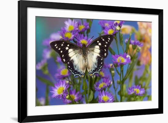 Tropical butterfly Polyura cognatus, Sulawesi blue nawab a Dagger Tailed Butterfly on blue Asters-Darrell Gulin-Framed Photographic Print