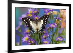 Tropical butterfly Polyura cognatus, Sulawesi blue nawab a Dagger Tailed Butterfly on blue Asters-Darrell Gulin-Framed Photographic Print