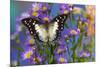 Tropical butterfly Polyura cognatus, Sulawesi blue nawab a Dagger Tailed Butterfly on blue Asters-Darrell Gulin-Mounted Photographic Print