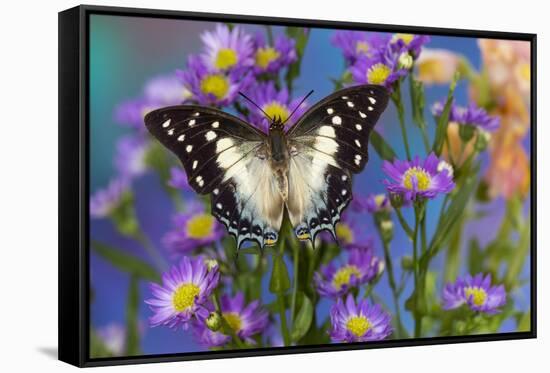 Tropical butterfly Polyura cognatus, Sulawesi blue nawab a Dagger Tailed Butterfly on blue Asters-Darrell Gulin-Framed Stretched Canvas