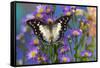 Tropical butterfly Polyura cognatus, Sulawesi blue nawab a Dagger Tailed Butterfly on blue Asters-Darrell Gulin-Framed Stretched Canvas